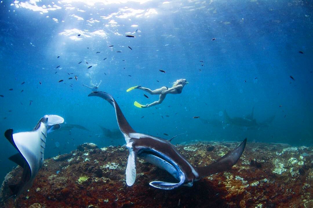 <p>Snorkeling in Nusa Penida </p>